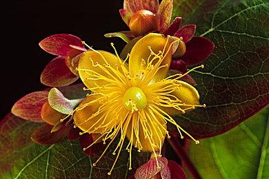 《世界大战：西伯利亚》预告片和截图分享